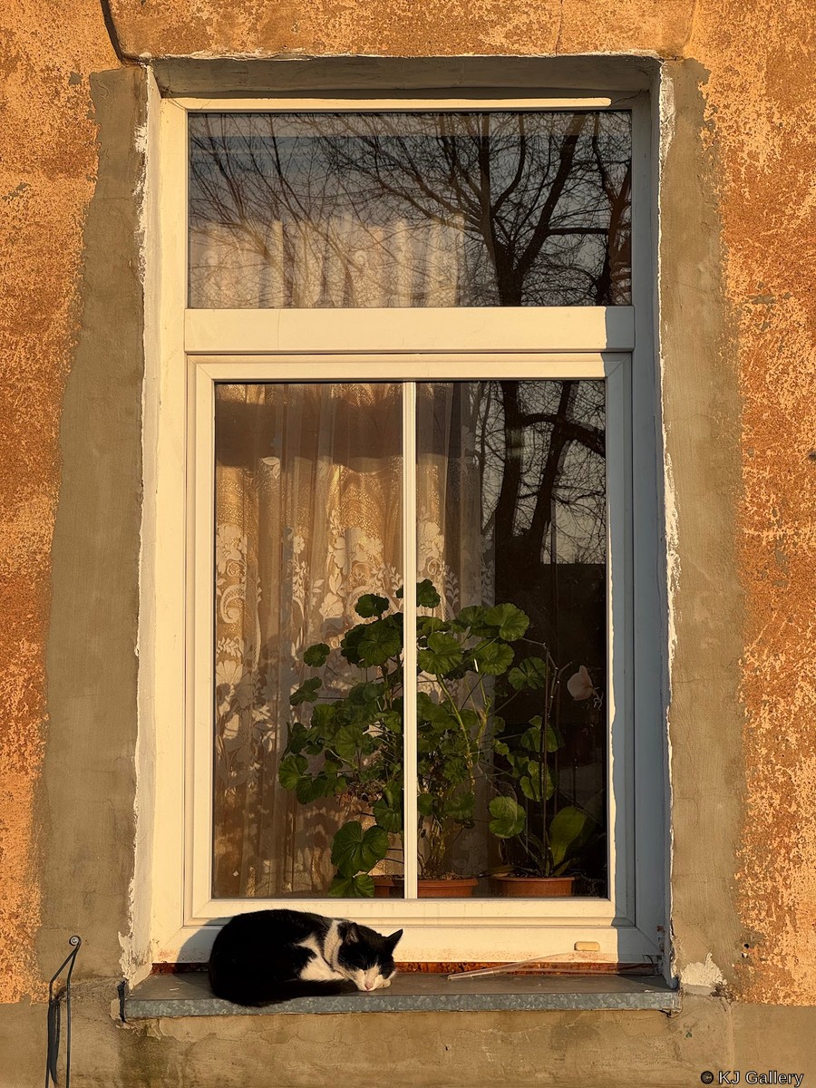 Snaudalas - Just a cat pic