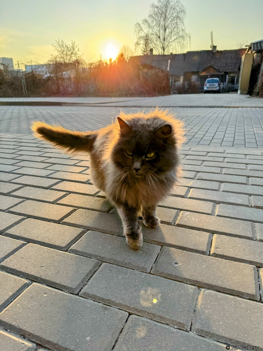 Pūkis - Just a cat pic