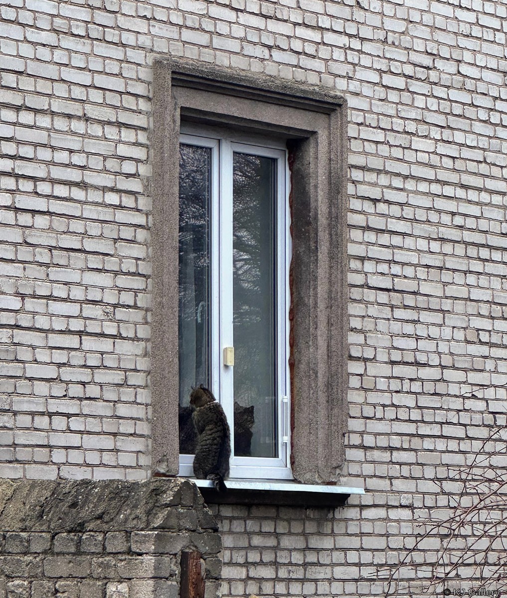 Svečias - Just a cat pic