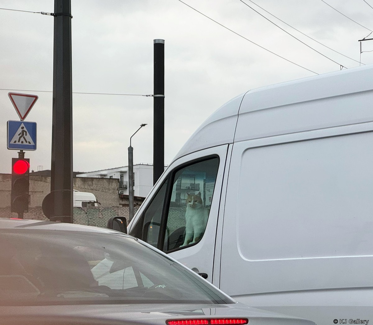 Šoferis - Just a cat pic