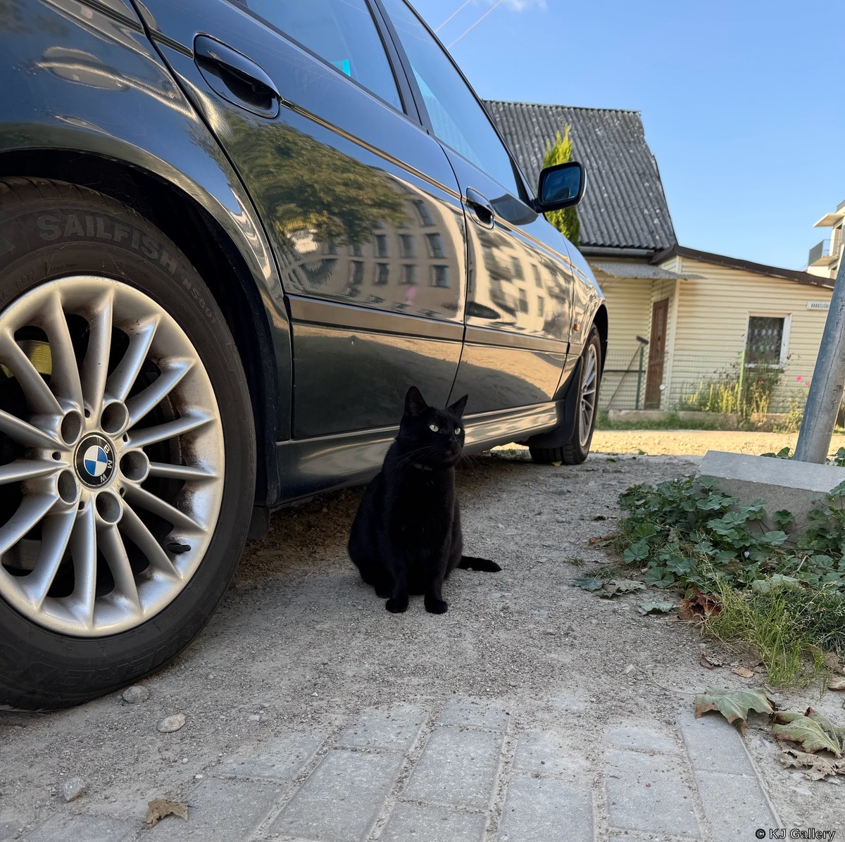 Chuliganas - Just a cat pic