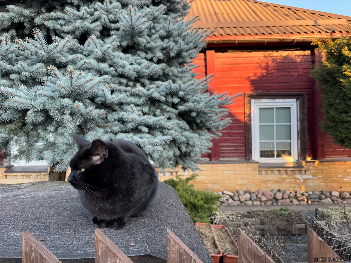 Kaimynas - Just a cat pic