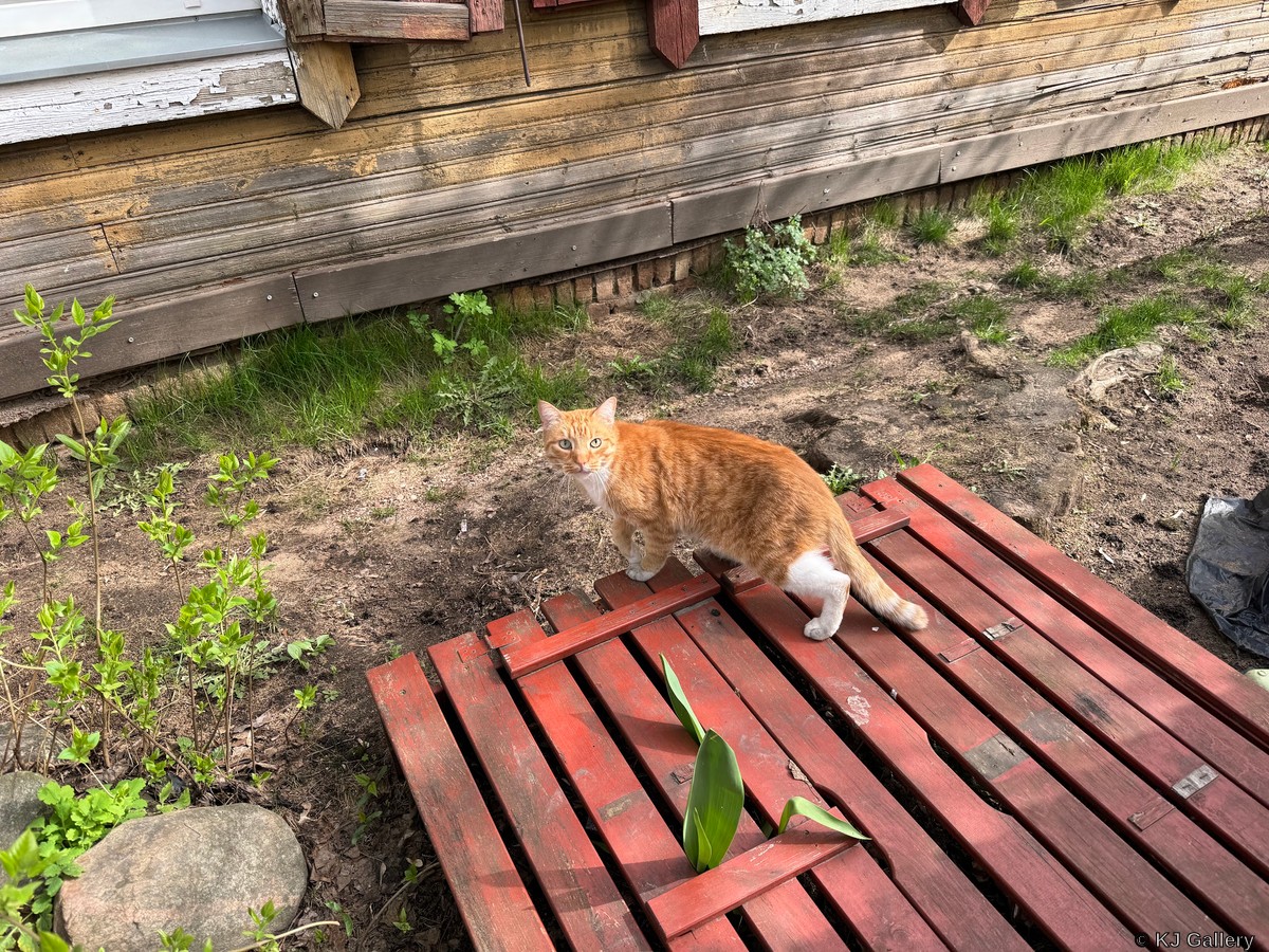 Ryžikas - Just a cat pic