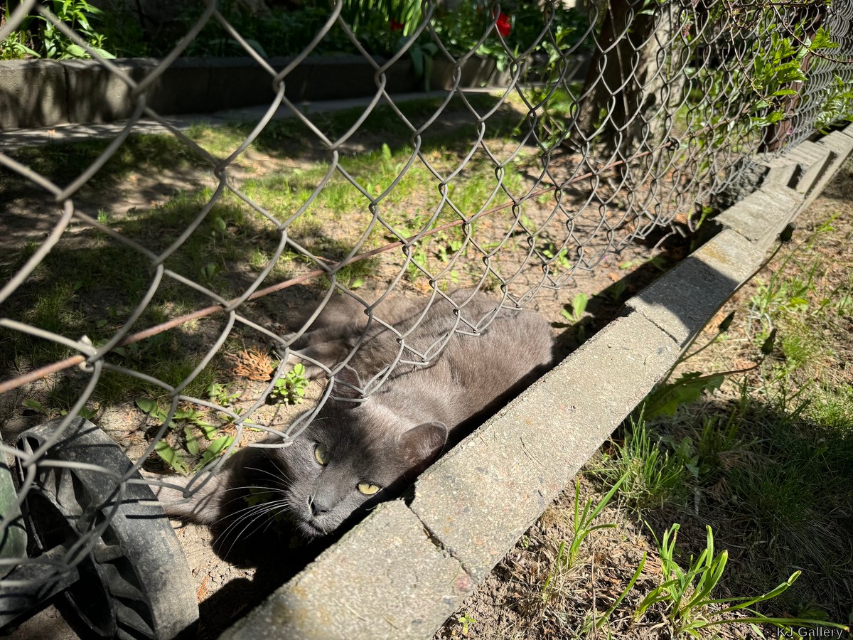 Kalėjimo bėglys - Just a cat pic