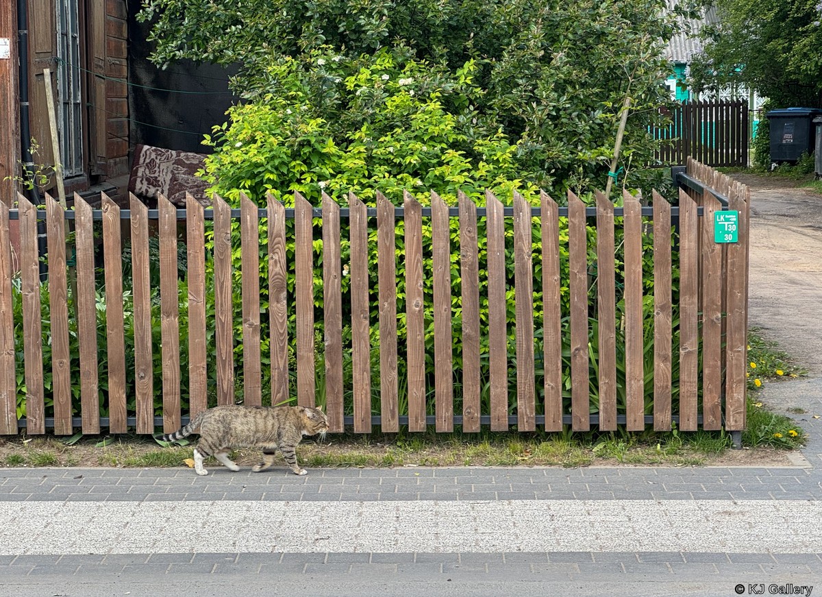 Svečias 2 - Just a cat pic