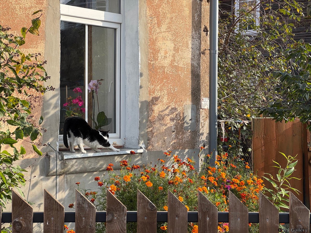 Joga - Just a cat pic