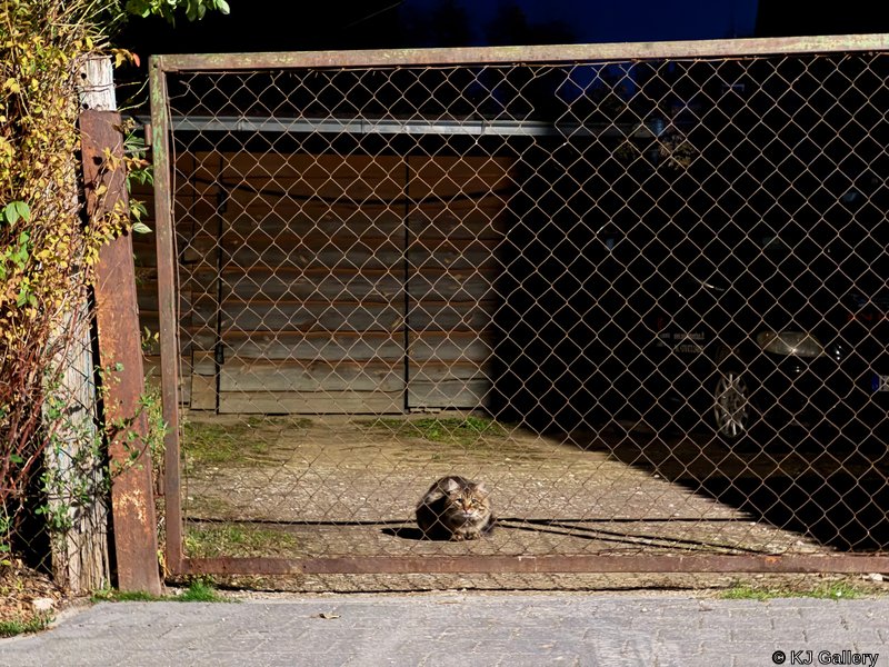 Nekaltas bachūras sėdėjo