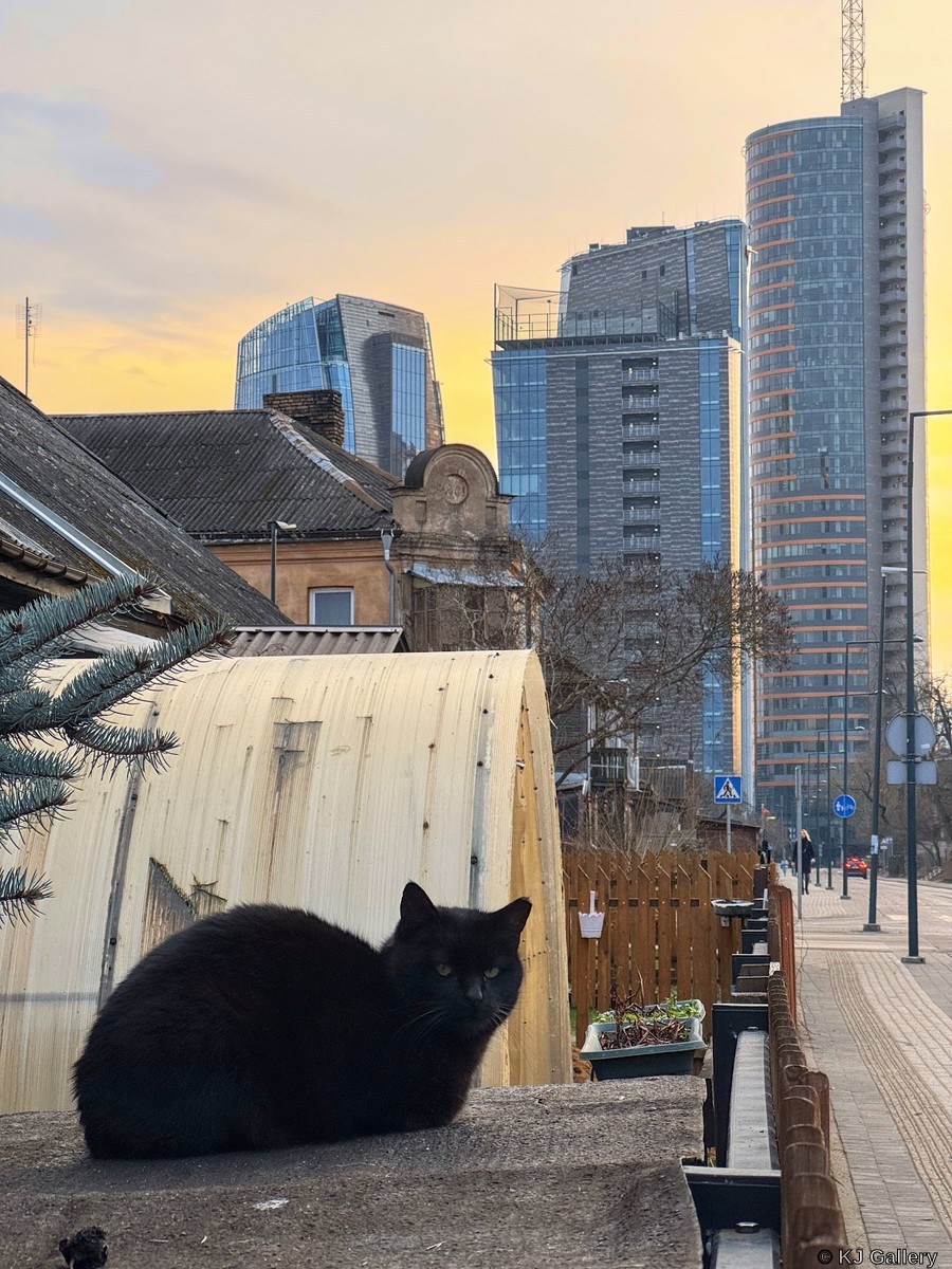 Tuoj eis į darbą - Just a cat pic