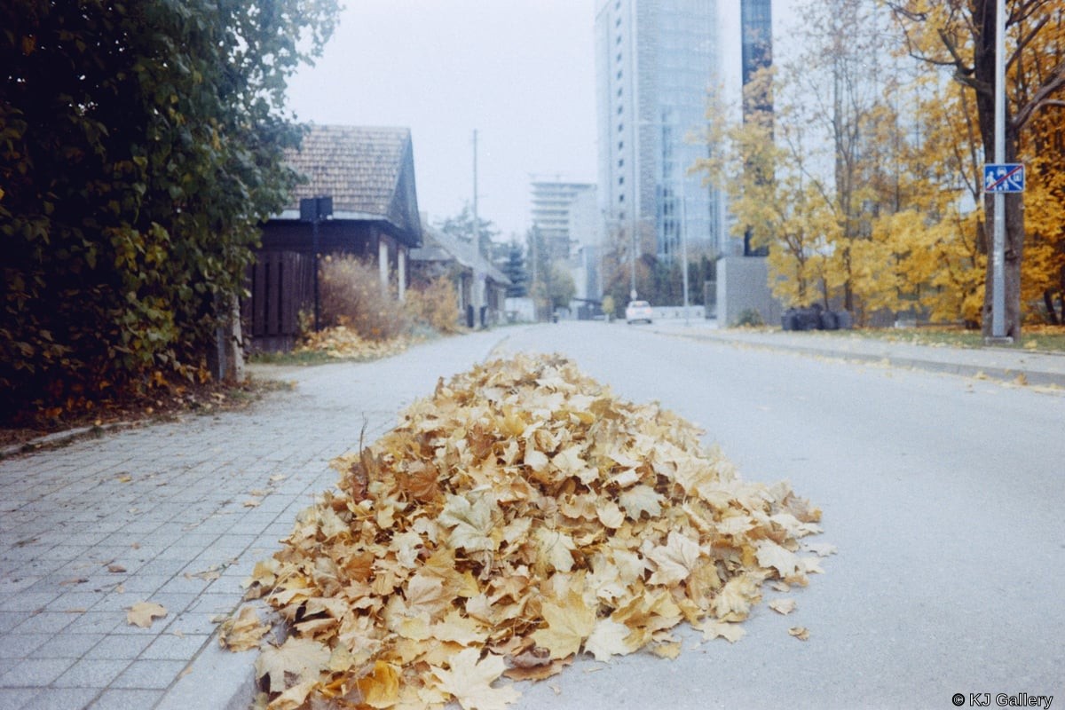 Leaves - Grabas Color