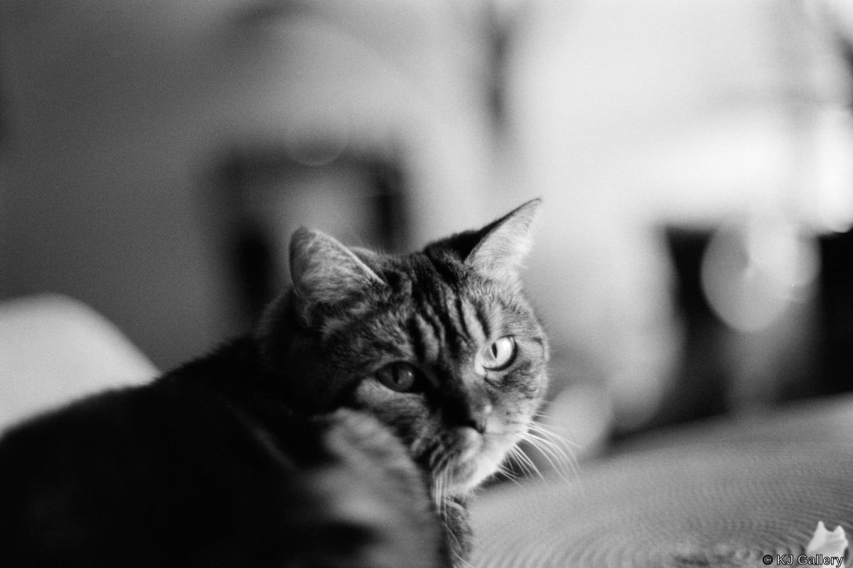 Lulu - Lulu, Kentmere Pan 400