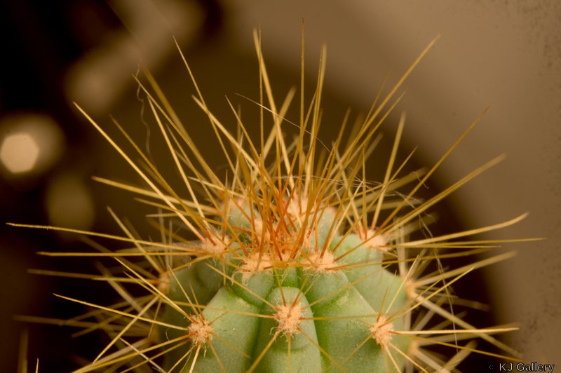 Cactus