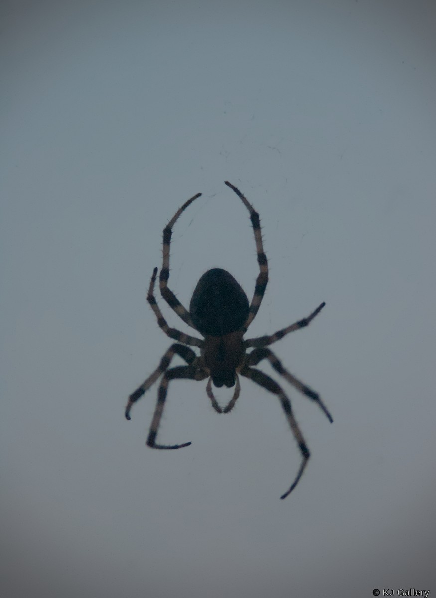 Nosy neighbour - European garden spider (Araneus diadematus) on a window.