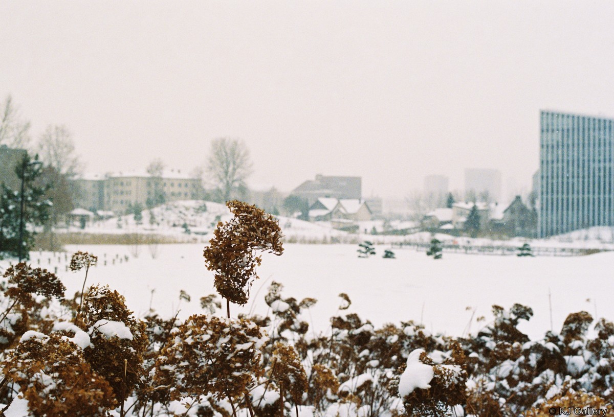 Kontrastas - Lomo Color 800