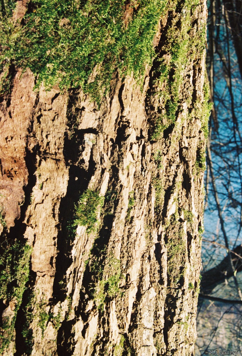 Bark - Lomo Color 800