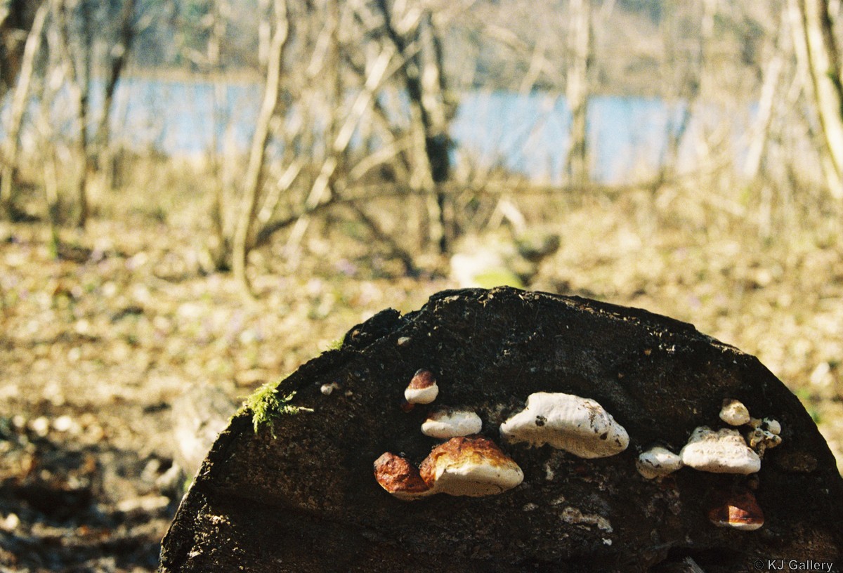 Back-end developments - Lomo Color 800