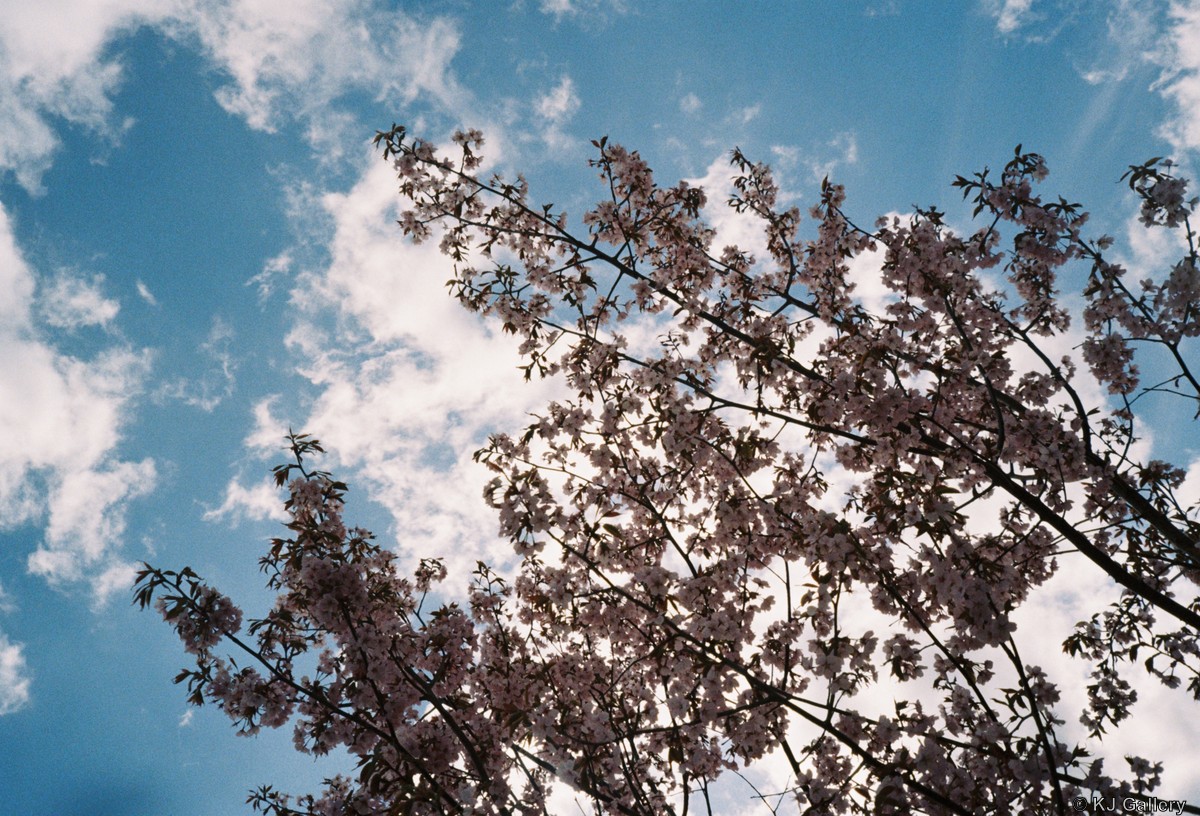 Sakuros - Kodak Ultramax 400, muilinė