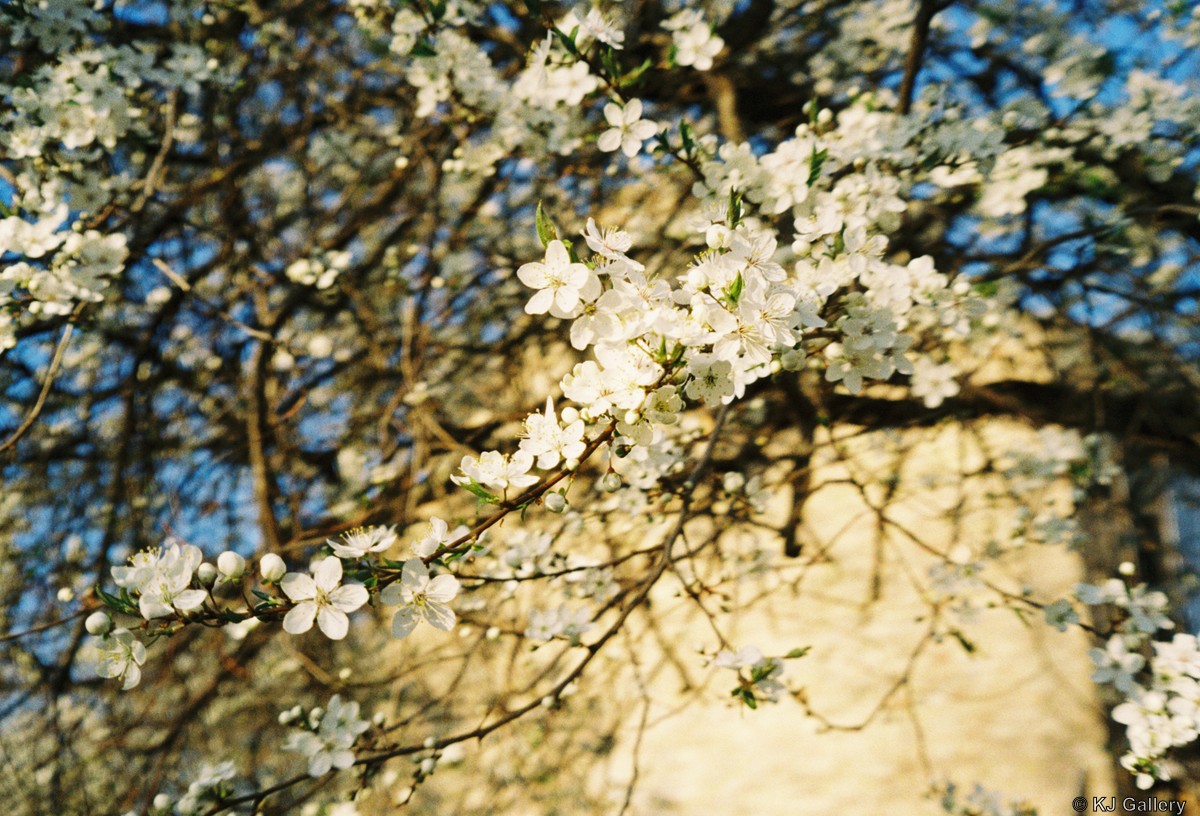 Vyšnios Šnipiškėse - Kodak Ultramax 400