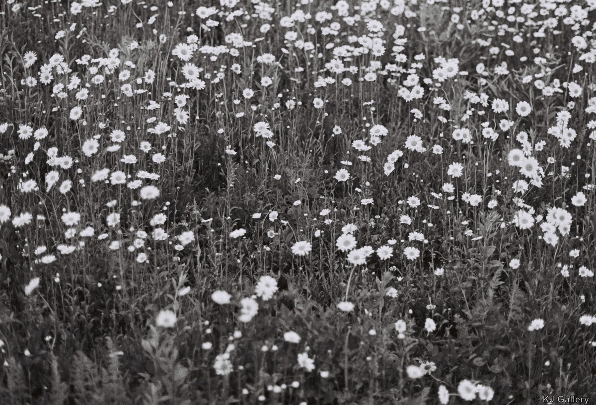 Ramunės - Ilford HP5 PLUS 400