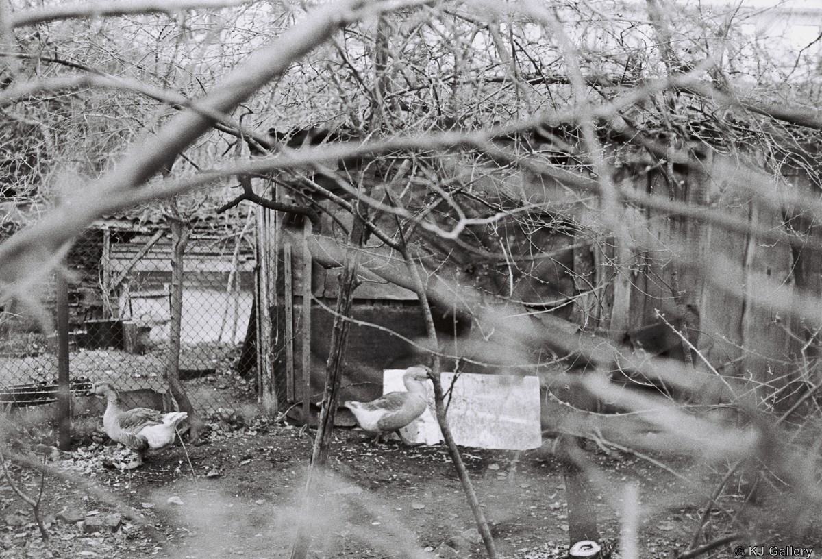 Konfliktas - Ilford HP5 PLUS 400