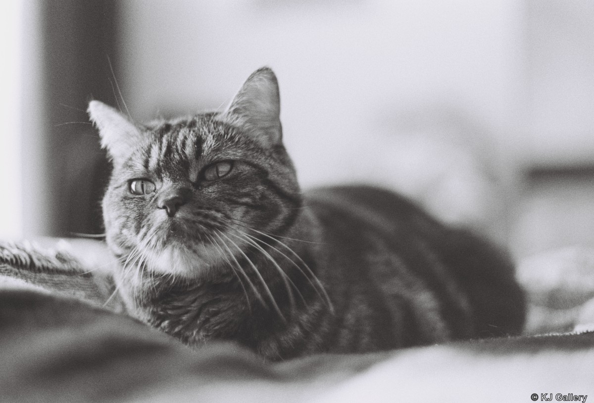 Lulu 2 - Ilford HP5 PLUS 400