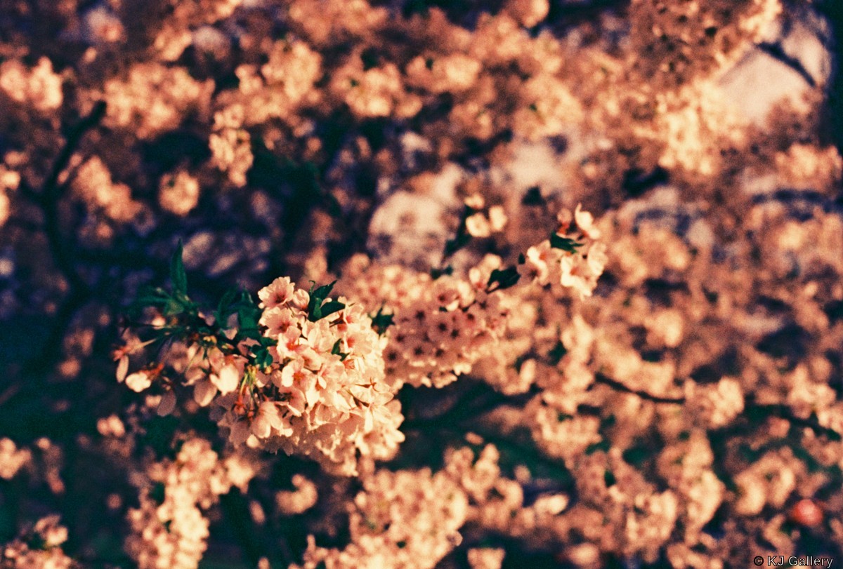 Sakuras up-close - Ilford Phoenix - very experimental film apparently