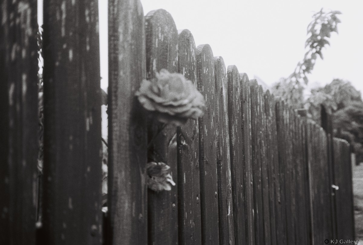 Focussed AF - Kentmere Pan 100