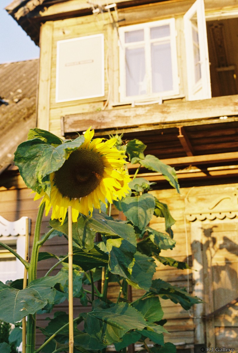 Saulėgražos - Kodak Gold